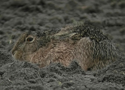 Daar lig je dan als haas. Net een flinke hagelbui op de kop gehad , tot nog toe ontsnapt aan vos en jagers. Moet er iemand zo nodig ook nog een foto van je maken.

bedankt haas tot in de lente.