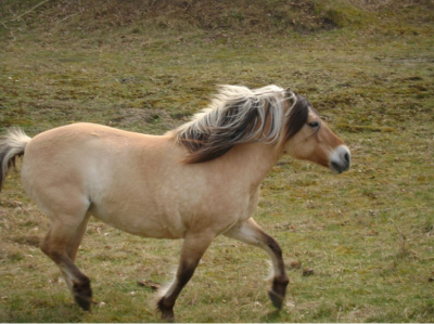 nog een van de foto's uit de duinen. Een rennend fjord. Het was een leuke grote kudde.