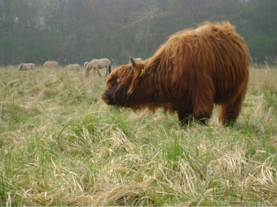 dit vind ik zelf een mooie foto,omdat je die schotse hooglander ziet en dan die paarden op de achtergrond.