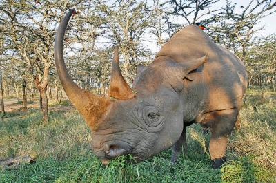 hij kwam voorzichtig tot nader,link, want ze kunnen
erg agressief zijn