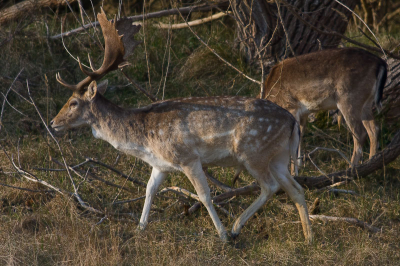 Lekker stappen in het avond zonnetje kwam deze heer voorbij.
Helaas wordt het steeds drukker s'avonds  in de AWD met hartlopers.