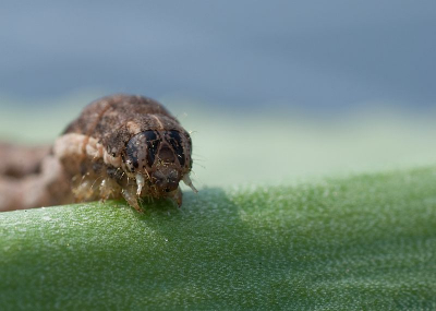 dezelfde rups vanuit een andere hoek, hij had zin om op de foto te staan