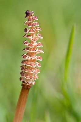 deze paardenstaart stond tussen het gras, in het natuurgebied tenellaplas in oostvoorne, mijn vrouw ongeduldig wachtend, heb ik toch een paar plaatjes gemaakt, deze vind ik de mooiste