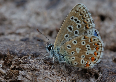 <i class='fa fa-user'></i>&nbsp;casper&nbsp;| Adonisblauwtje&nbsp; <i class='fa fa-eye'>&nbsp;275</i> &nbsp;<i class='fa fa-thumbs-up'>&nbsp;2</i> &nbsp; <i class='fa fa-comment-o'>&nbsp;3</i>