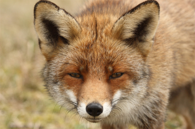 Zonnige dag in de duinen. De vos dwarrelde wat rond en toen dit moment, welke ik jullie niet wil onthouden. Een moment van contact, al moet ze die grote lens wel een beetje vreemd gevonden hebben.