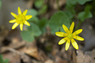 Foto genomen met Nikon D70 en Tamron 90mm macro, uit de hand.