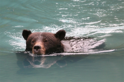 Nadat deze beer enige tijd aan het zalmvissen was geweest was hij duidelijk toe aan een verfrissend bad. Hij koos hiervoor een klein plasje met redelijk rustig stromend gletsjerwater. Het zijn zo van die momenten.