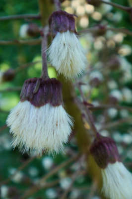 De grote stengels met bloemen zijn vrouwelijke bloemen,zijn snel uitgebloeid ,maar de   '' kwastjes'' zijn een leuk foto-object.