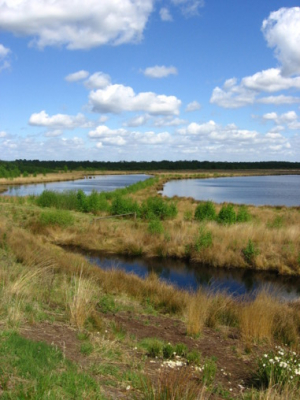 Deze foto heb ik gemaakt in het natuurgebied Engbertsdijkveen te Kloosterhaar op een mooie
zonnige middag