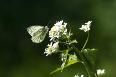 Deze vlinder streek voor mij neer toen ik de bloem wilde fotograferen. Ondanks het ongunstige tijdstip is het resultaat toch nog aardig geworden.
