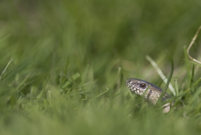 Vandaag aan het eind van de middag lekker wezen vogelen op de heide. Op een gegeven moment vond ik een Draaihals, wat supergaaf was, alleen ging deze ervandoor. Terwijl ik hem aan het zoeken was vond ik deze Hazelworm, deze ging er vrij snel vandoor maar naar een meter of tien dat die in het gras en stak zijn kop er aan de ene kant uit. Blijkbaar voelde die zich hier veilig want ik kom hem heerlijk fotograferen.