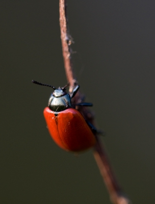 vandaag voor het eerst mijn macro lens geprobeerd.
ik heb kwa instellingen alle scherpte punten in het midden geplaatst ,zoals je ziet op deze foto is de rest allemaal wazig er om heen.
is dit ook normaal de bedoeling?
of kan ik beter het hele haantje scherp op plaatsen in plaats van alleen de kopje?
graag meningen van anderen, zodat ik er iets mee kan doen

hartelijk dank vast