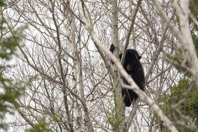 Hier nog een foto van de beer in de boom.
Lastig te belichten met de zwarte beer tegen de lichte lucht.