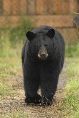 Zwarte beren kom je in Noord Amerika overal tegen. Op een regenachtige dag als vandaag liep deze zwarte beer in de tuinen achter ons motel in Alaska. Rustig zitten wachten tot hij voor de lens wilde komen.