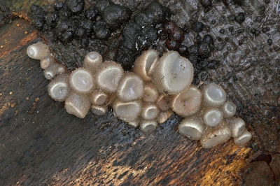 Tijdens een wandeling in het bos kwamen we deze mooie slijmerige zwam tegen. Deze soort groeit vooral op dode boomstammen. Hoewel de Nederlandse naam aangeeft dat deze zwam roze dient te zijn, komt het Engelse "beech" beter in de buurt.