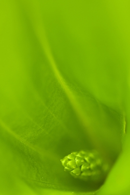 In het paasweekend was ik naar Zuid-Limburg om planten te fotograferen. Een plant die ik ben tegengekomen tijdens een NJN excursie in het eyserbos was de grote keverorchis, een redelijk zeldzame verschijning in Nederland. Jammer genoeg was de plant nog lang niet aan het bloeien, sterker nog de bloeiwijze was pas net begonnen met groeien. Zo heb ik dus de bloemen in knop geprobeerd te fotograferen, want meer dan dat stengeltje en twee grote ronde bladen was het nog niet. Ik heb met een groot diafragma daarom maar geprobeerd om er iets wat meer abstracts van te maken.