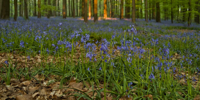 Al voor zonsopgang waren wij in dit ontzettend mooie Hallerbos. Zodoende konden we ook de 1e zonnestralen vangen