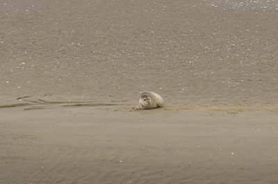 Deze zeehond lag heerlijk uit te rusten op een zandbank in de buitenhaven  van Stellendam.
Gemaakt met de minolta Dynax d7 -500mm