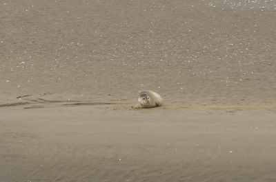 Deze zeehond lag heerlijk uit te rusten op een zandbank in de buitenhaven  van Stellendam.
Gemaakt met de minolta Dynax d7 -500mm