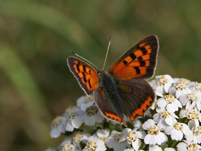 <i class='fa fa-user'></i> Karin | Kleine Vuurvlinder  <i class='fa fa-eye'> 261</i>   <i class='fa fa-comment-o'> 0</i>