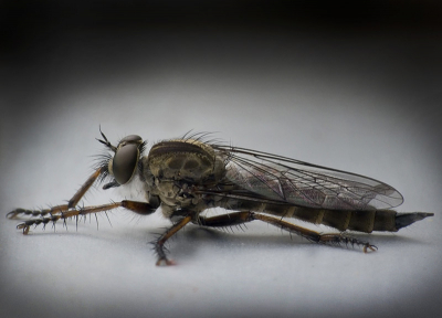 Dit vliegje kwam lekker uitrusten in onze tuin, en kon het met gemak fotograferen.

Gr

Peter