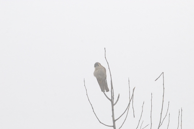 De torenvalk in de mist.
Heb deze net even gemaakt heb vandaag nog wel meer gemaakt.