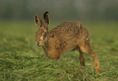na het horen dat mijn hardschijf kapot is en dat ik nog 10 % kans heb dat de foto,s er  nog af  kunnen halen , kon ik vandaag toch weer wat leuke nieuwe foto,s maken van deze haas