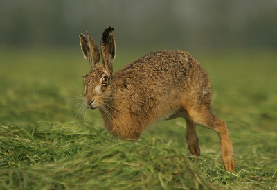 na het horen dat mijn hardschijf kapot is en dat ik nog 10 % kans heb dat de foto,s er  nog af  kunnen halen , kon ik vandaag toch weer wat leuke nieuwe foto,s maken van deze haas