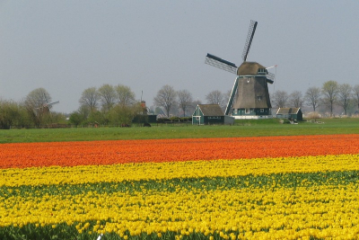Nu de tulpen alweer bijna gekopt zijn, vind ik het toch nog wel leuk om dit super Hollands plaatje te laten zien.