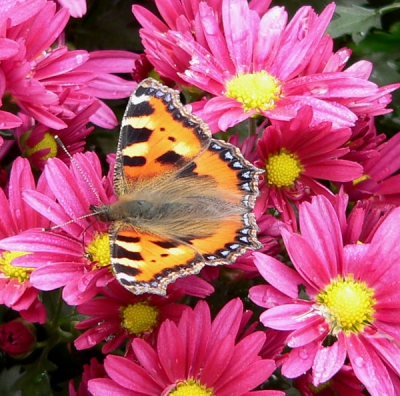 <i class='fa fa-user'></i> Marchel | Kleine Vos  <i class='fa fa-eye'> 215</i>   <i class='fa fa-comment-o'> 0</i>