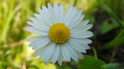 Deze madeliefje was mooi belicht door de zon en ze stond er ook leuk bij.