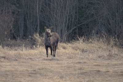 Half tien in de avond zag ik twee elanden achter in het veld.
De eerste keer dat ik ze achter mijn huis gezien heb.
Hat was al half donker toen ik de foto nam.
Dit is een jaarling.
Zag moeder pas nadat ik de foto had genomen.
ISO800,F/4 1.3sec.
Was verbaasd dat de foto er zo goed uitkwam.