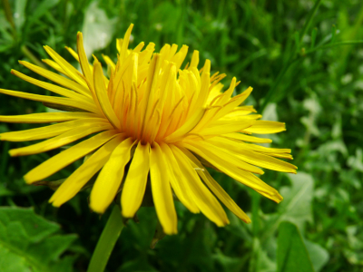 close-up van een paardebloem, de bloem stond er zo mooi bij, en het felle geel met het frisse groen op de achtergrond geeft dat lentegevoel.