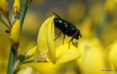 Gemaakt bij mij in de tuin op een weelderig bloeiende brem.