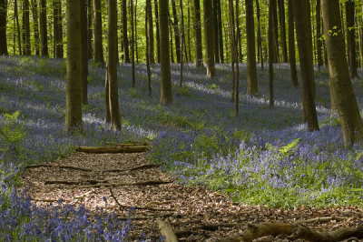 Het Hallerbos met al zijn boshyacinten is fantastisch om te zien, te ruiken en om foto's in te maken.