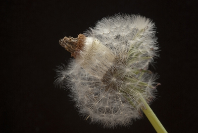 Een heel aparte paardenbloem. Ik denk dat de knop verdroogd is en dat de rest van de bloem na een regenbui verder is gaan bloeien!
