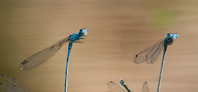 Hier een close up van de mogelijke Watersnuffels of Azuurwaterjuffers