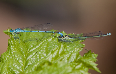 Hier een close up van de mogelijke Watersnuffels of Azuurwaterjuffers