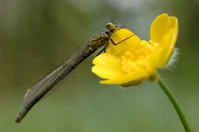 Liggend op de grond, gewoon vanuit de hand genomen en het was niet echt licht meer door de flinke bewolking