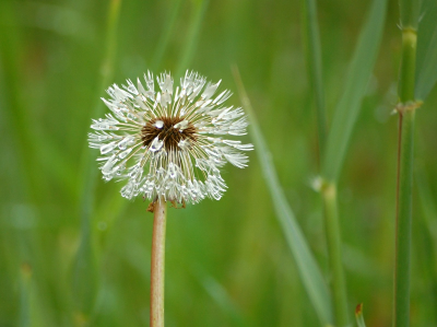 Op bevrijdingsdag ben ik weer op zoek gegaan naar nieuwe paardenbloemen. Het ging helaas regenen, maar toen de regenbui over was kon ik van deze half-pluis-paardenbloem besmeurt met druppels prachtig foto's maken.