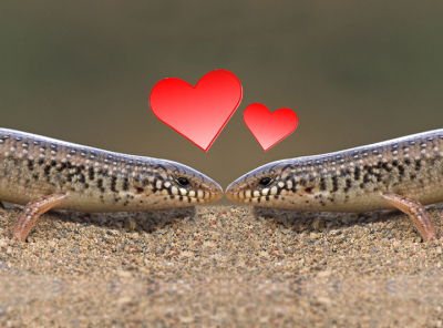 Ook dieren zijn verliefd op elkaar...
Voor iedereen op Nederpix een valentijnskaartje....