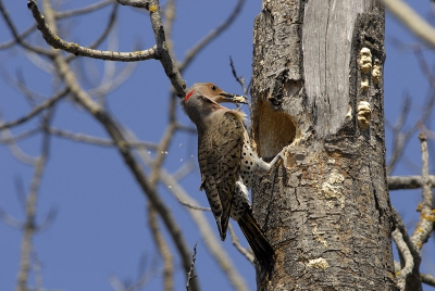 Gouden grondspecht.
Yellow Shafted Flicker.
dit is het vrouwtje.