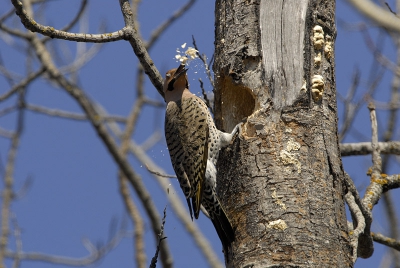 Gouden Grondspecht.
Yellow Shafted Flicker.
Dit is het mannetje.