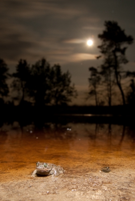 Eindelijk weer de tijd om op rugstreeppaddenjacht (scrabble?) te gaan. Droog was het, maar met de maan een uitgelezen kans om eens een rugstreep mooi in zijn nachtelijke landschap te plaatsen.