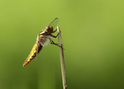 Zonnig dagje op jacht naar vogels kom je ook wel eens iets anders tegen.