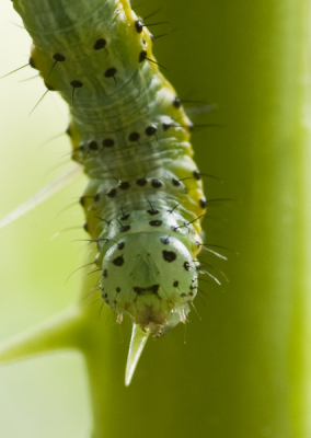 Een close-up voor deze vreetmachine.
Vind ze echter wel koddig met dat vollenmaansgezichtje!
Zit te twijfelen of ik de stekel waarop hij leunt nog weg moet halen.