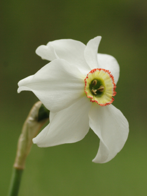 Vanmorgen vond ik deze narcis. |Of het wild of verwilderd is weet ik niet. In ieder geval wel een fraaie bloem.