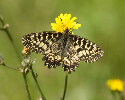 14 dagen schitterend weer. 's Ochtends voor de vogels en na 10en de vlinders. Voor de Zerynthias is begin mei alweer het einde van hun vliegtijd maar deze was nog verassend vers.