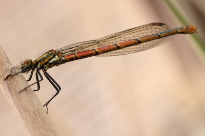 Zittend op de grond en gewoon uit de hand met een 55 micro van nikkor. Zon was er wel maar scheen zijn licht niet echt op de juffer