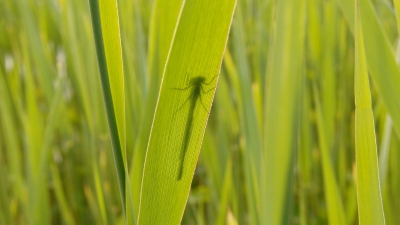 Deze libel zat op het riet. De zon scheen fel op hem. Hierdoor kon je hem heel duidelijk d��r het blad heen zien zitten.
Een leuk gezicht.